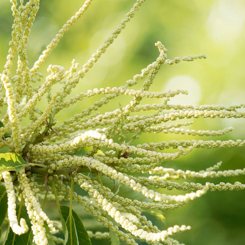 Chestnut Maraval - Castanea sativa (Flowering)