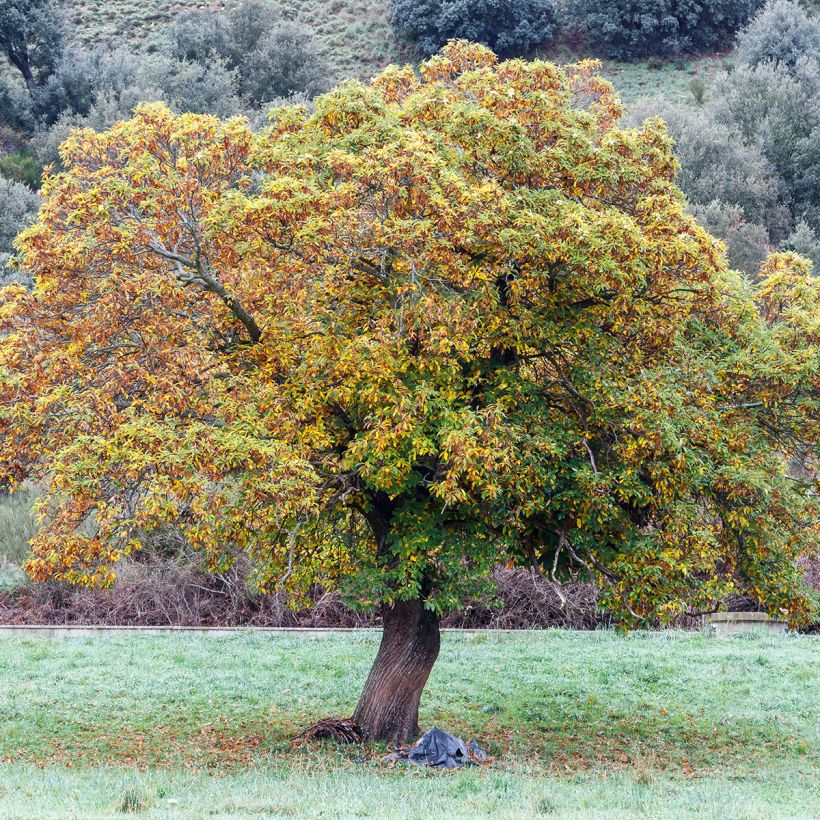 Chestnut Maraval - Castanea sativa (Plant habit)