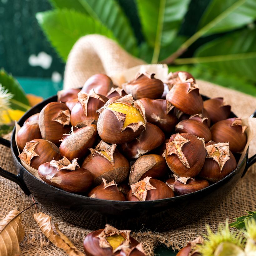 Chestnut Marlhac - Castanea sativa (Harvest)