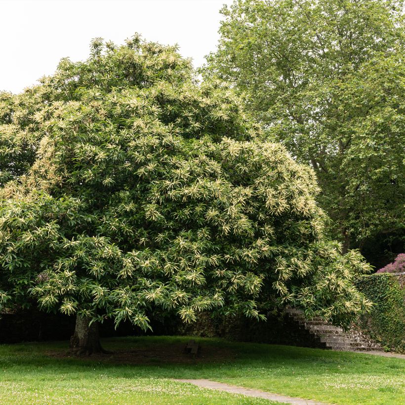 Chestnut Marlhac - Castanea sativa (Plant habit)