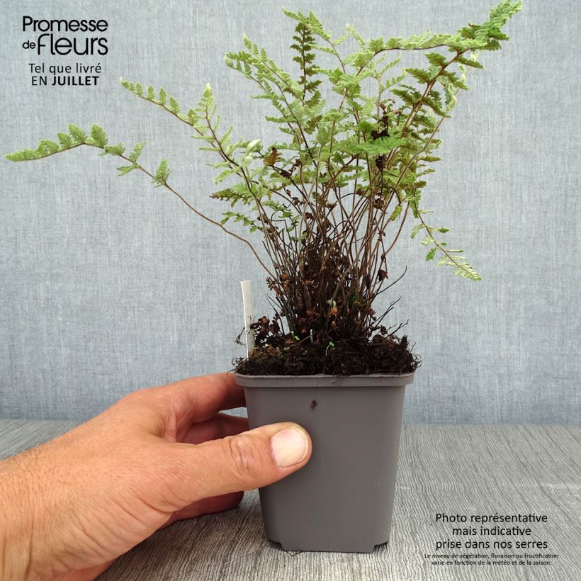 Cheilanthes lanosa 8/9 cm pot sample as delivered in summer