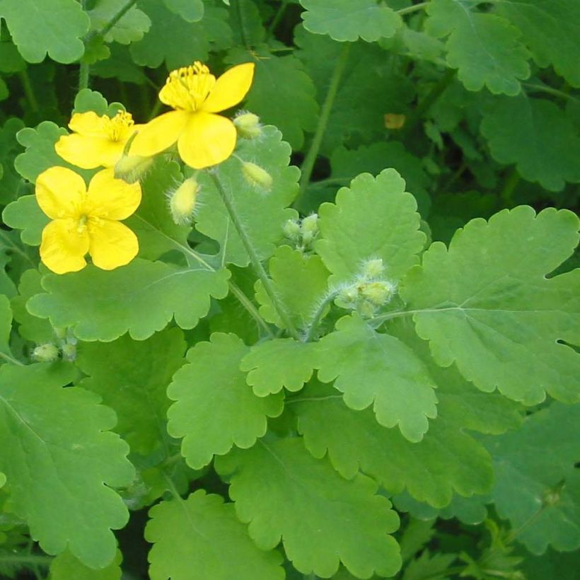 Chelidonium majus (Foliage)