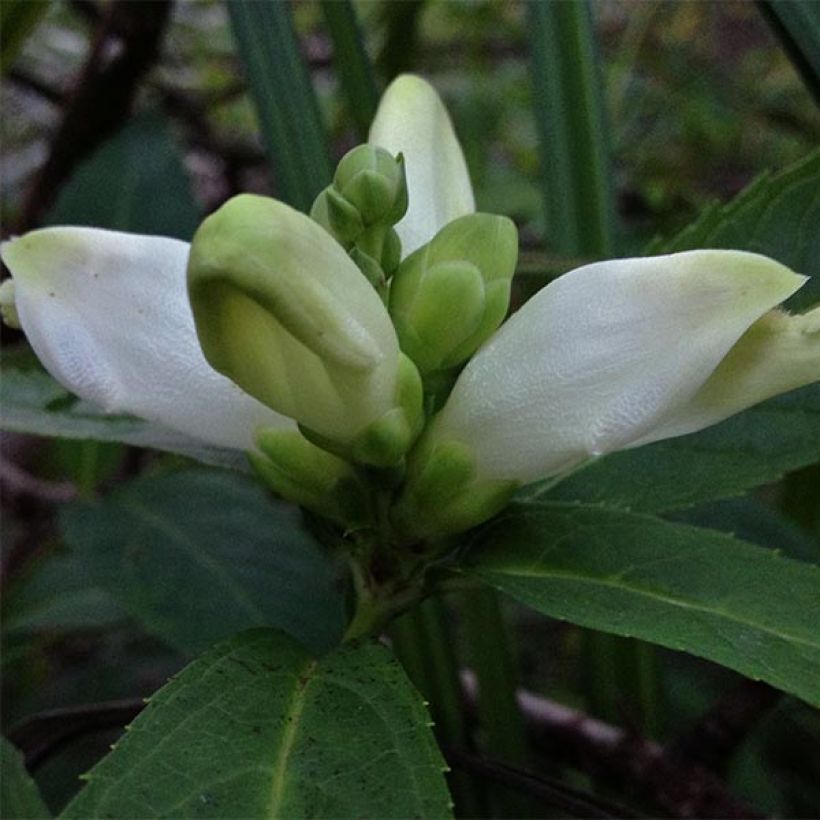 Chelone glabra (Flowering)