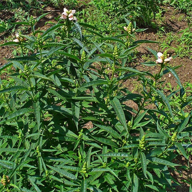 Chelone glabra (Plant habit)