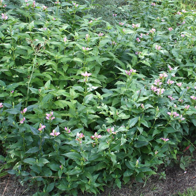 Chelone lyonii Hot Lips (Foliage)