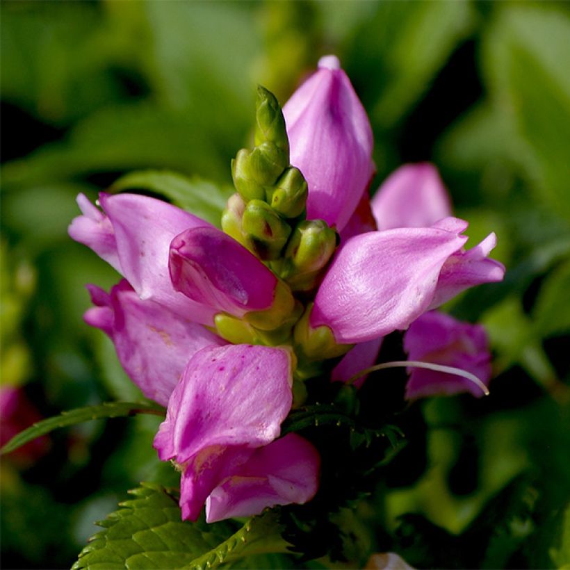 Chelone lyonii Hot Lips (Flowering)