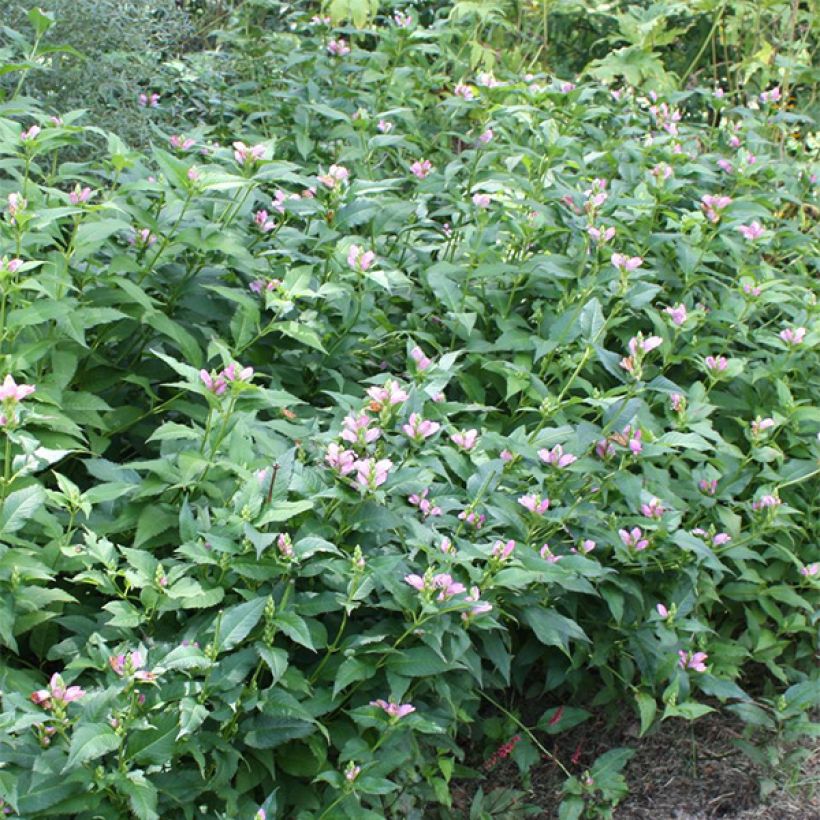 Chelone lyonii Hot Lips (Plant habit)