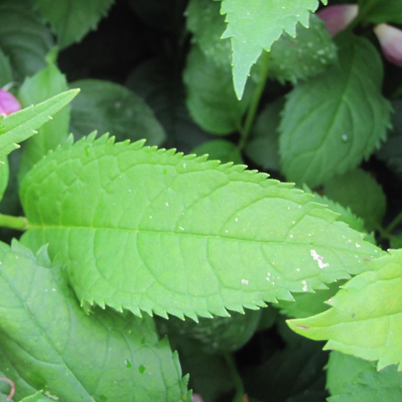 Chelone obliqua (Foliage)