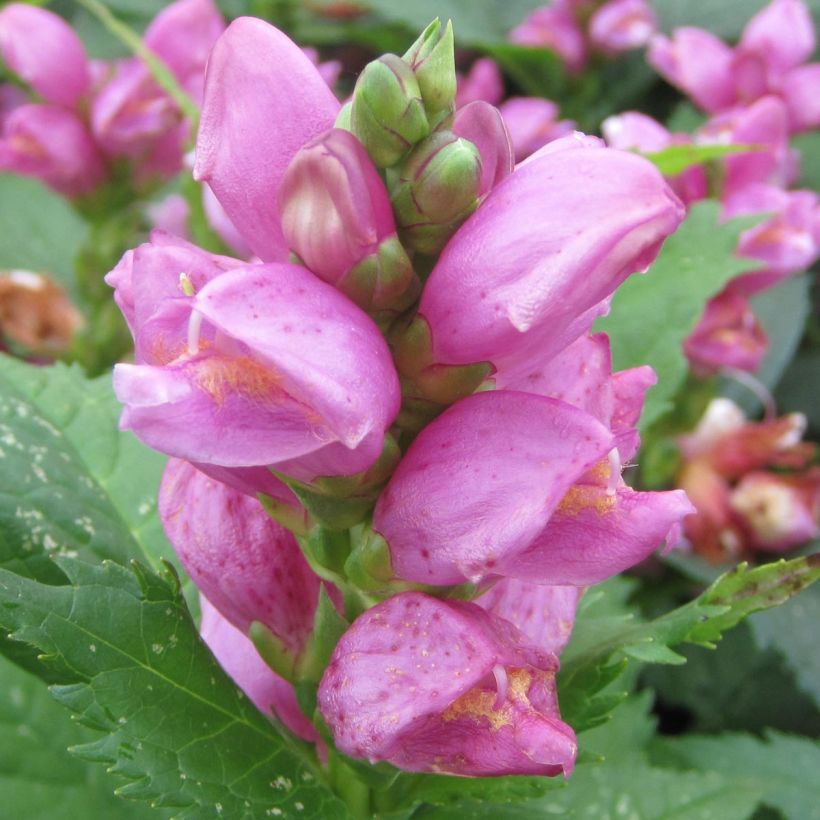 Chelone obliqua (Flowering)