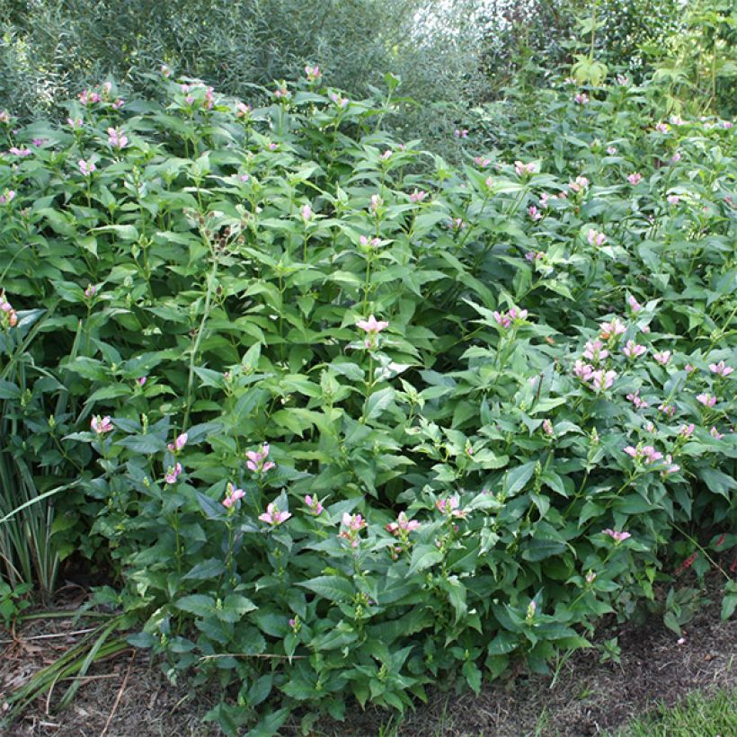 Chelone obliqua (Plant habit)