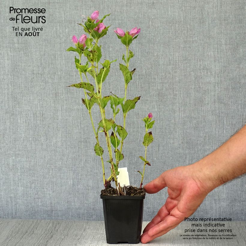 Chelone obliqua 8/9 cm pot sample as delivered in summer