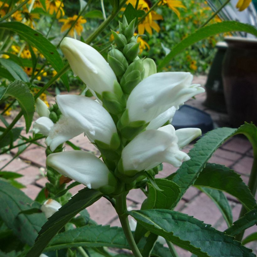 Chelone obliqua Alba (Flowering)