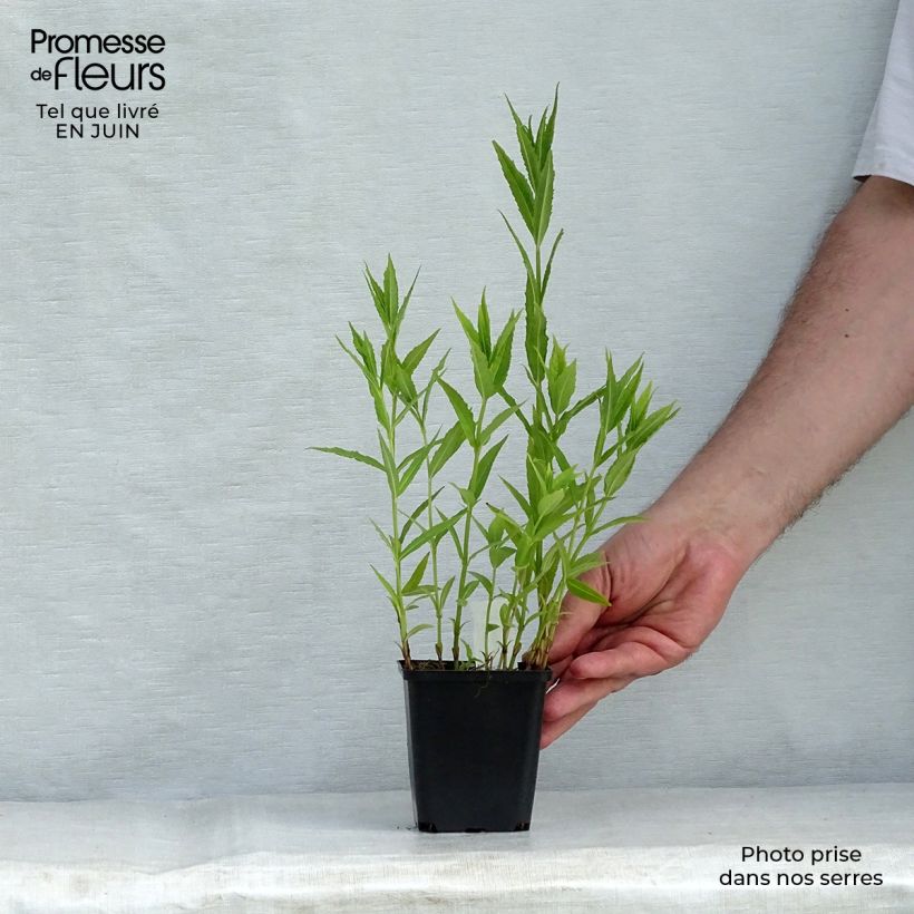 Chelone obliqua Alba 8/9 cm pot sample as delivered in summer