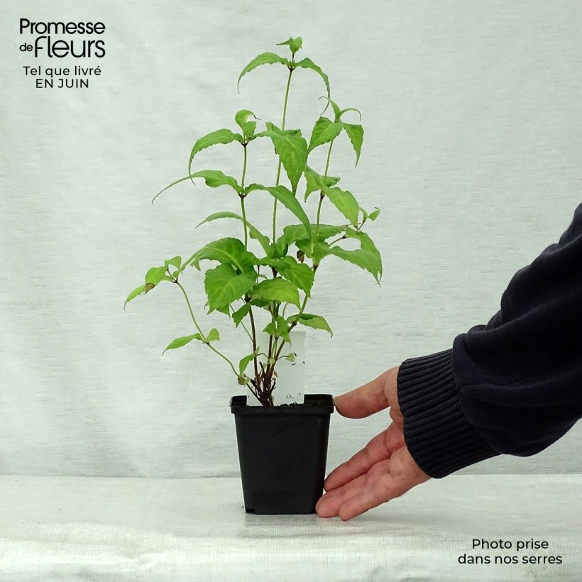 Chelonopsis moschata 8/9 cm pot sample as delivered in summer