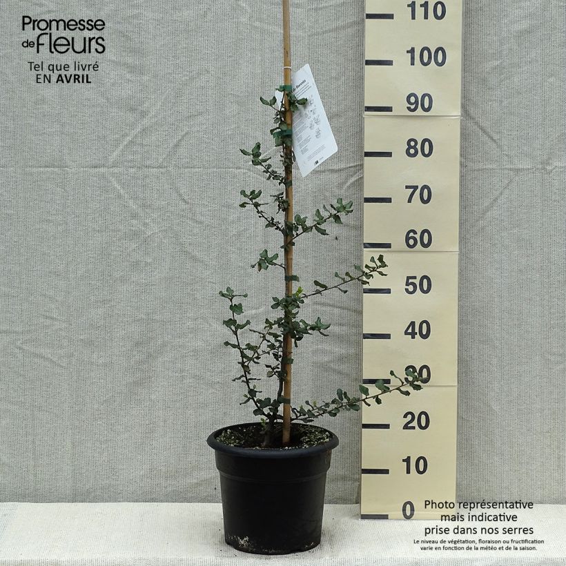 Quercus suber - Cork Oak 7.5L/10L pot sample as delivered in spring
