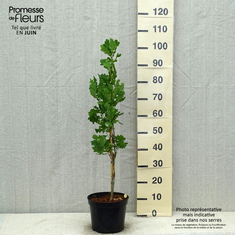 Quercus robur Fastigiata - English Oak 4L/5L pot sample as delivered in summer