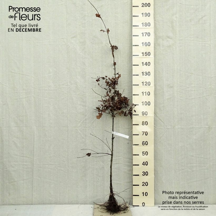 Quercus robur - English Oak Bare root sample as delivered in winter