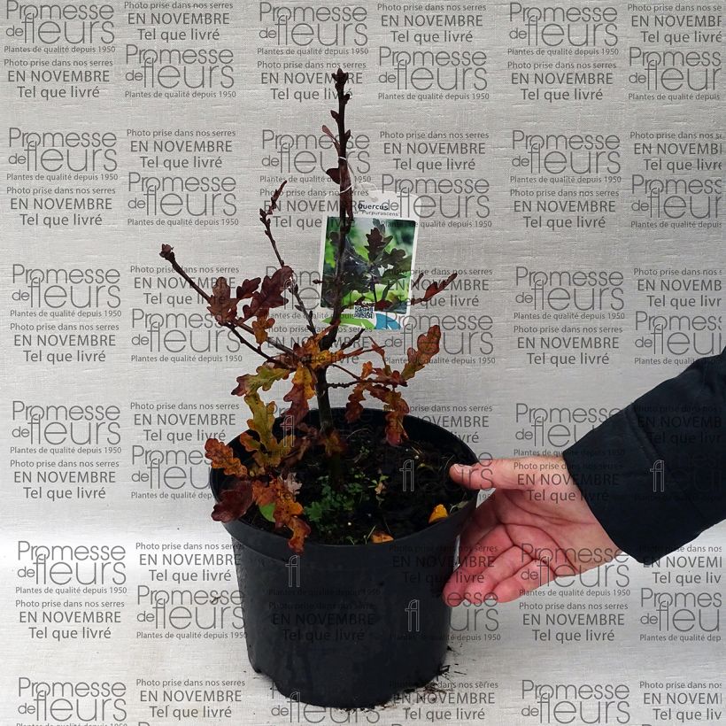 Example of Quercus robur Purpurascens - English Oak 2L/3L pot specimen as delivered