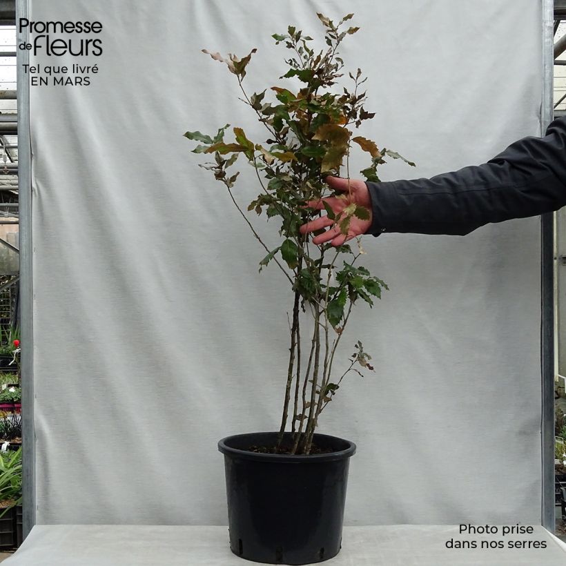 Holm oak - Quercus ilex 7.5L/10L pot sample as delivered in spring