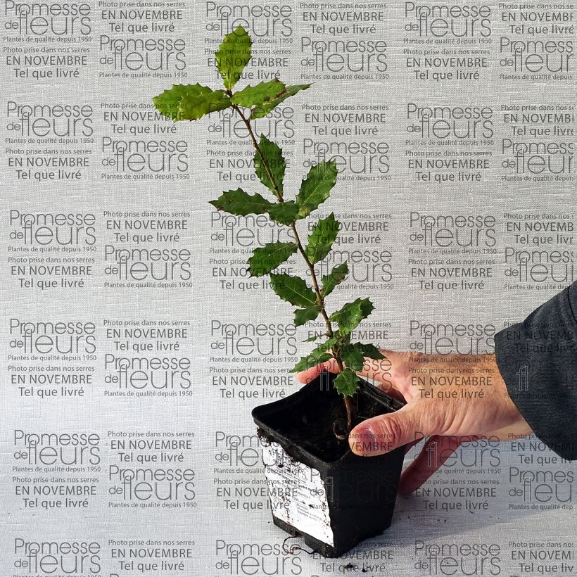 Example of Holm oak - Quercus ilex 8/9 cm pot specimen as delivered