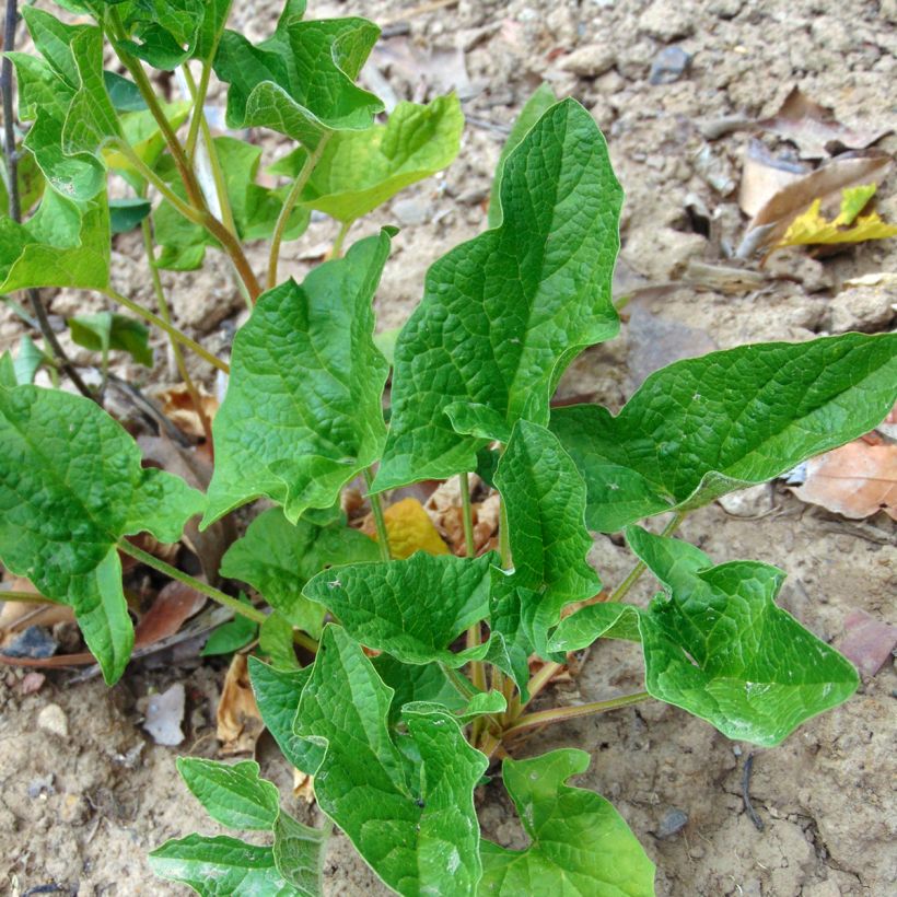 Good King Henry - Chenopodium bonus-henricus (Plant habit)