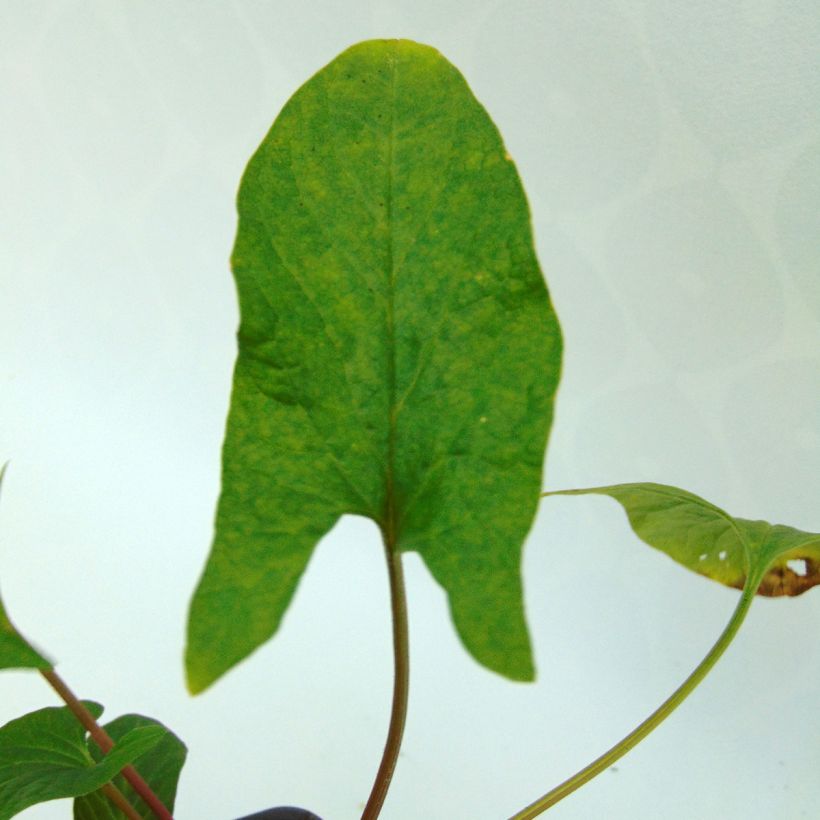 Organic Good-King-Henry - Chenopodium bonus-henricus (Foliage)
