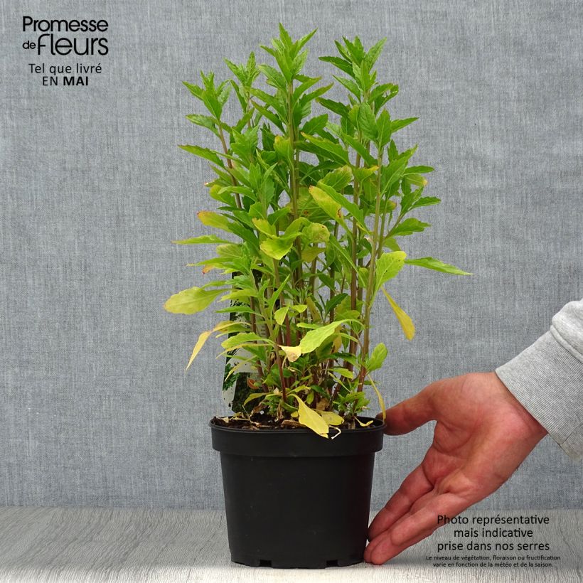 Mexican Tea - Dysphania ambrosioides 1.5L/2L pot sample as delivered in spring