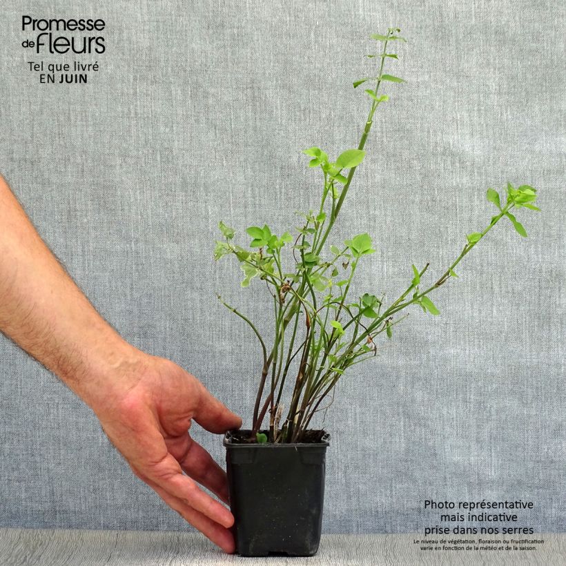 BIO Skirret - Sium sisarum 8/9 cm pot sample as delivered in summer