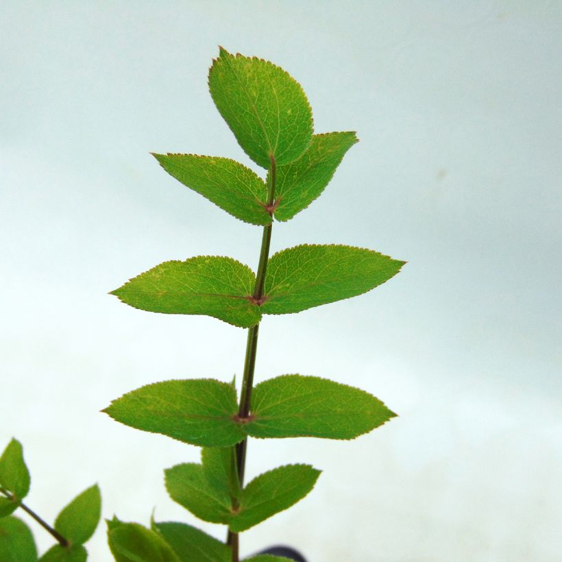 BIO Skirret - Sium sisarum (Foliage)