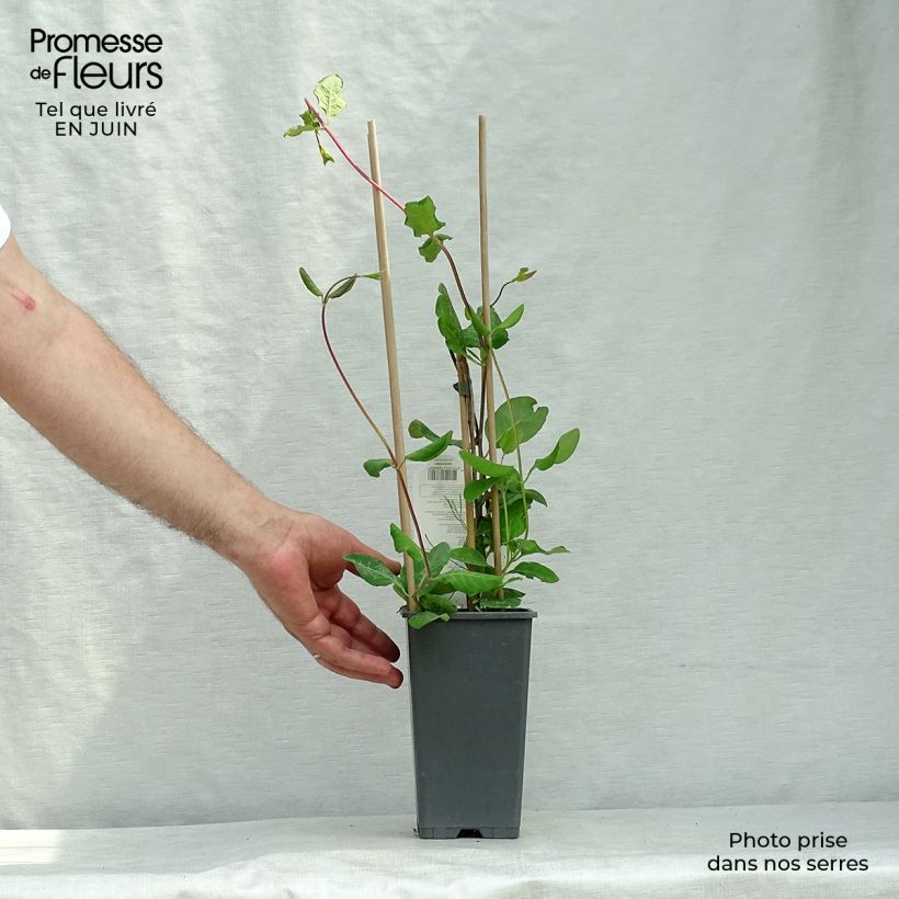 Lonicera x brownii Dropmore Scarlet 2L/3L pot sample as delivered in summer