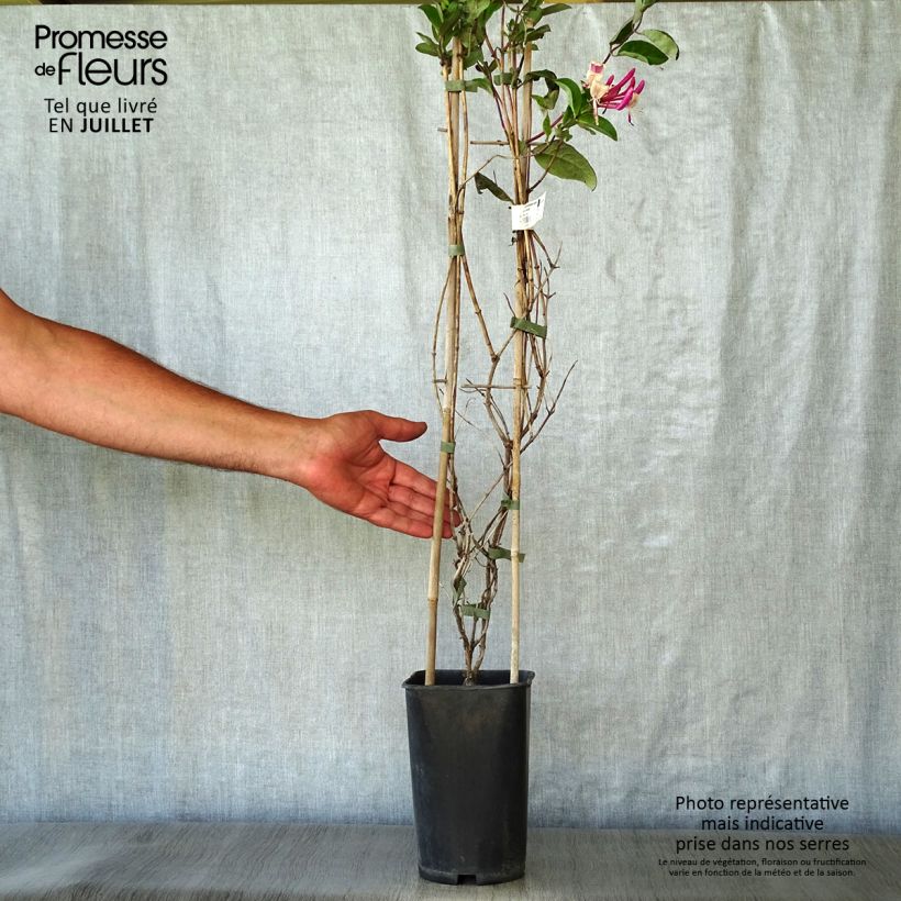 Chèvrefeuille - Lonicera Caprilia Impérial cov 2L/3L pot sample as delivered in summer