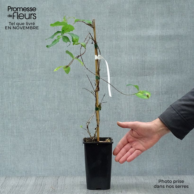 Lonicera  Mandarin 1.5L/2L pot sample as delivered in autumn