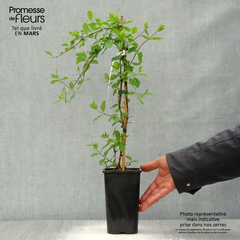 Lonicera  Mandarin 1.5L/2L pot sample as delivered in spring