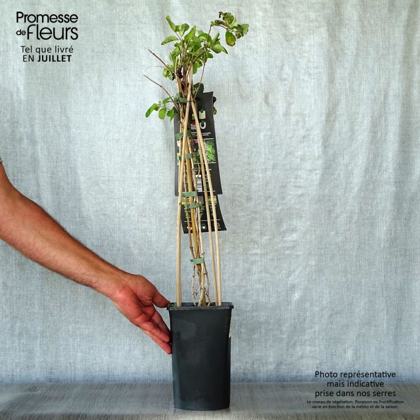 Lonicera caprifolium  1.5L/2L pot sample as delivered in summer