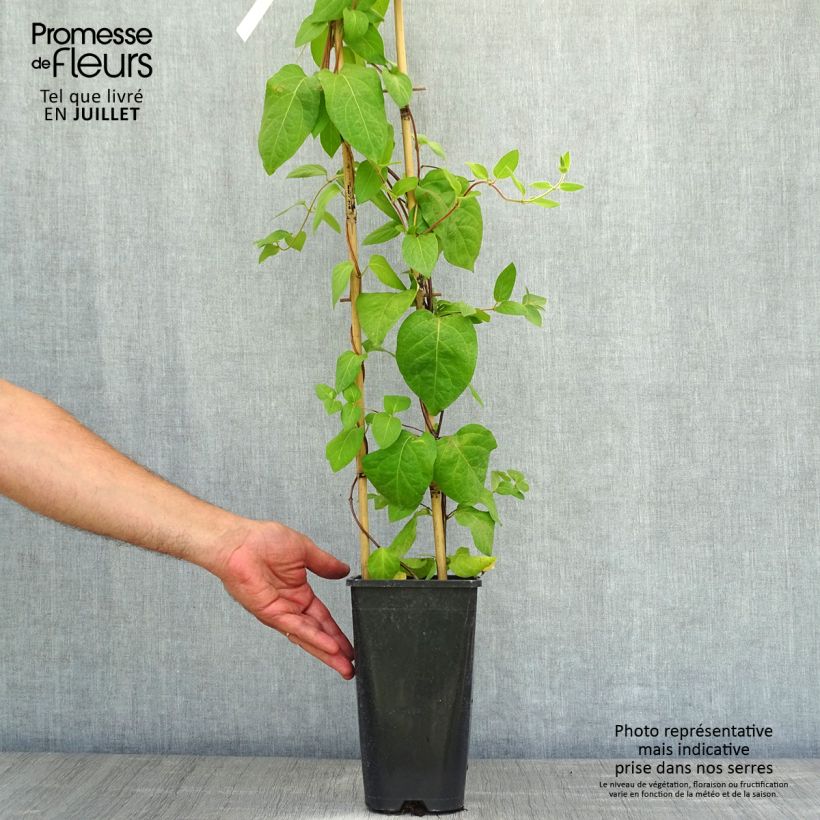 Lonicera similis var. delavayi  2L/3L pot sample as delivered in summer