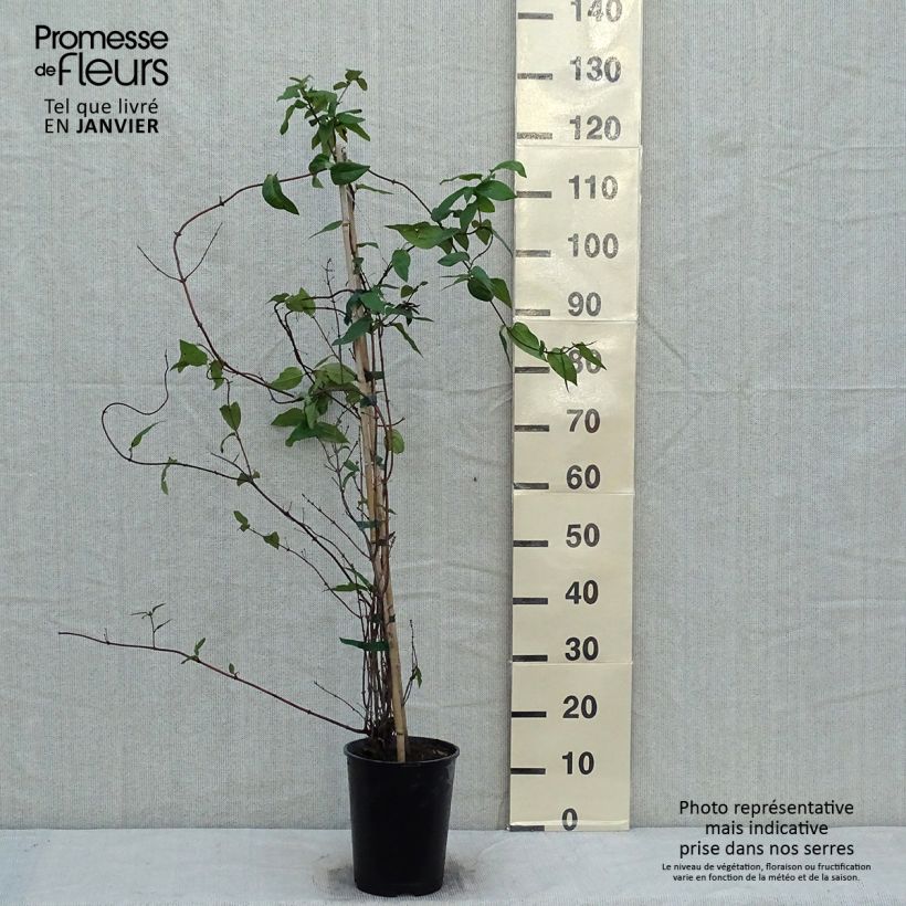 Lonicera similis var. delavayi  4L/5L pot sample as delivered in winter