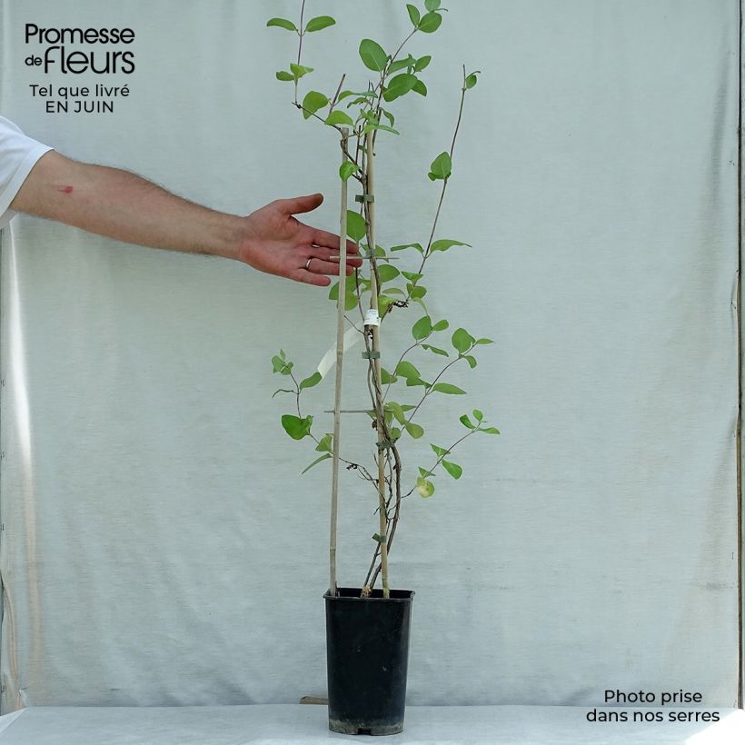 Lonicera x heckrottii American Beauty 1.5L/2L pot sample as delivered in summer