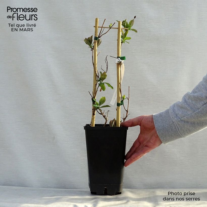 Lonicera  Celestial 2L/3L pot sample as delivered in spring