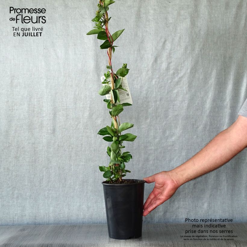 Lonicera periclymenum Scentsation - European honeysuckle 3L/4L pot sample as delivered in summer