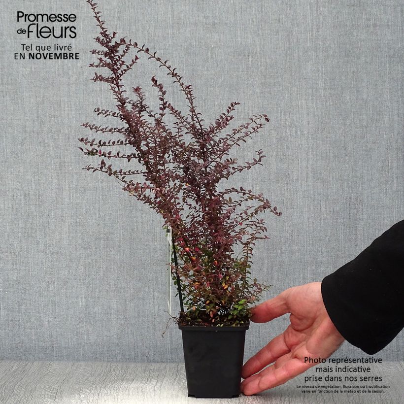 Lonicera nitida Ernest Wilson - Box Honeysuckle 8/9 cm pot sample as delivered in autumn