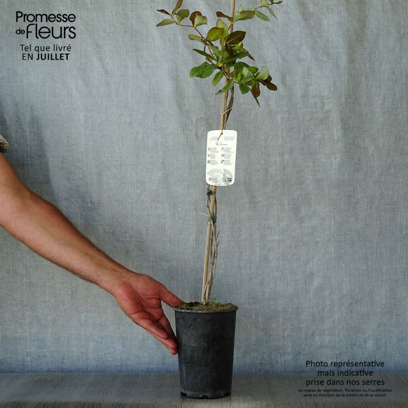 Lonicera x tellmaniana - Tellmann's Honeysuckle 2L/3L pot sample as delivered in summer