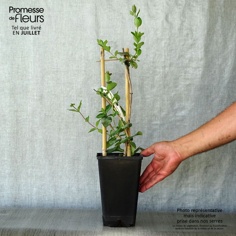 Lonicera periclymenum Graham thomas 2L/3L pot sample as delivered in summer