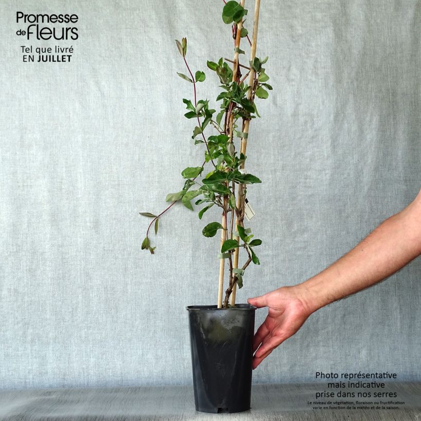 Lonicera periclymenum Serotina 2L/3L pot sample as delivered in summer