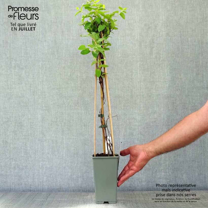 Lonicera japonica Halliana 2L/3L pot sample as delivered in summer