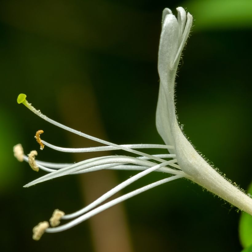 Lonicera japonica Dart's Acumen (Flowering)