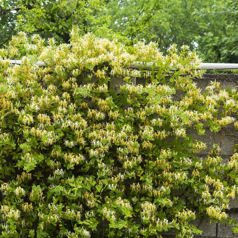 Lonicera japonica Dart's Acumen (Plant habit)