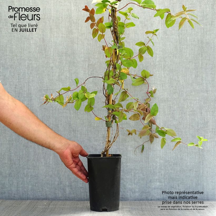 Lonicera japonica Sinensis - Chinese Honeysuckle 2L/3L pot sample as delivered in summer