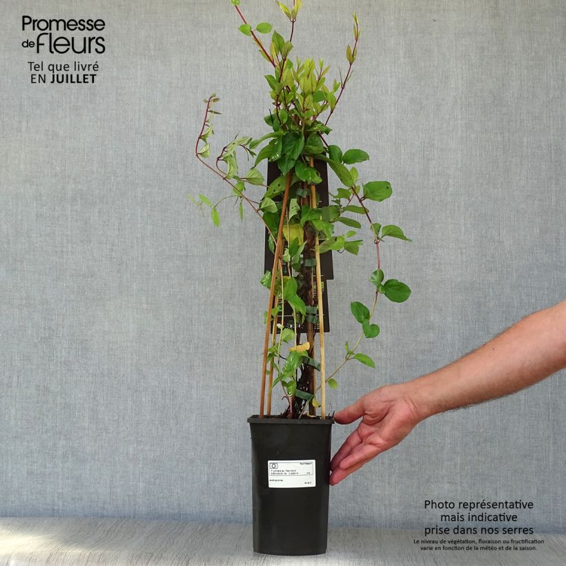Lonicera japonica Red World - Japanese Honeysuckle 2L/3L pot sample as delivered in summer