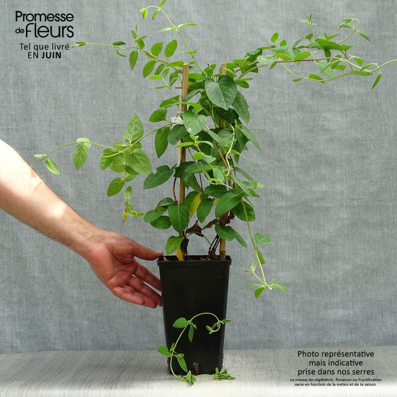 Lonicera japonica Hall's Prolific - Japanese Honeysuckle 2L/3L pot sample as delivered in summer