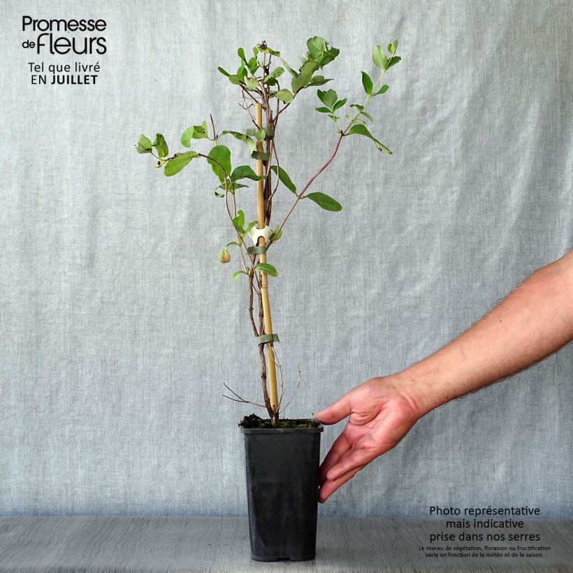 Lonicera x brownii Dropmore Scarlet 1L/1.5L pot sample as delivered in summer